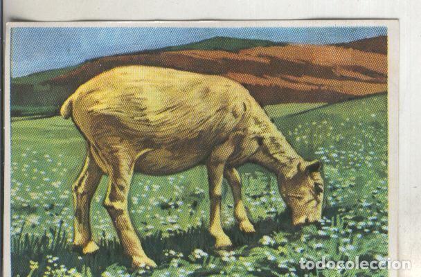 Collectionnisme sportif: Cromos: Historia Natural numero 315 - Varios