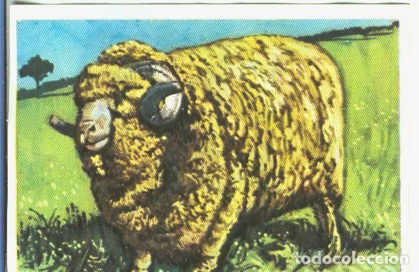 Sammelleidenschaft Sport: Cromos: Historia Natural numero 346 - Varios