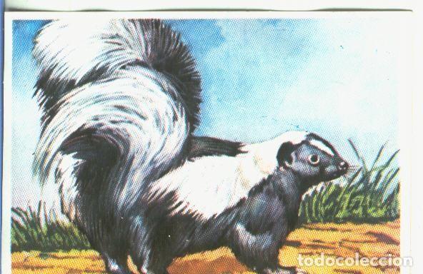 Collectionnisme sportif: Cromos: Historia Natural numero 374 - Varios