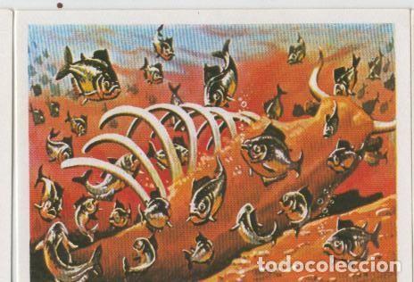 Collectionnisme sportif: Cromos: Sabias que....? numero 55 - Varios