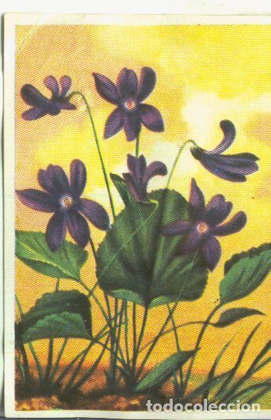 Collectionnisme sportif: Cromos: Historia Natural numero Violeta - Varios