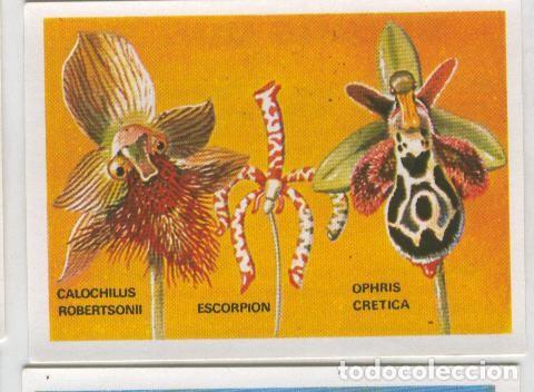 Sammelleidenschaft Sport: Cromos: Sabias que....? numero 60 - Varios