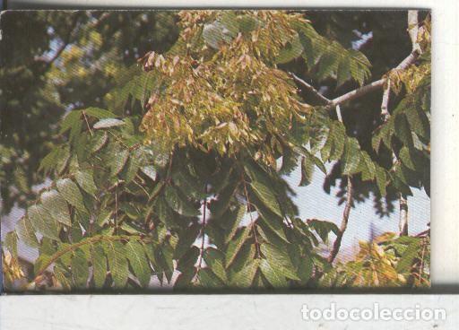 Coleccionismo deportivo: Cromos: Arbres de Barcelona numero 38:B: Ailant: fruit i fulles - Varios