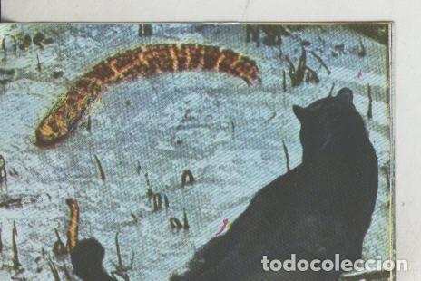 Sports collectibles: Cromos: La Naturaleza y sus maravillas numero 107 - Varios