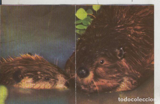 Sports collectibles: Cromos: La Naturaleza y sus maravillas numero 239/240 - Varios