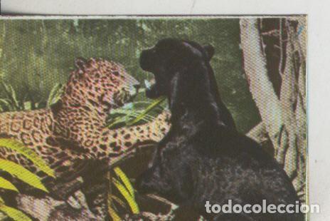 Sammelleidenschaft Sport: Cromos: La Naturaleza y sus maravillas numero 093 - Varios