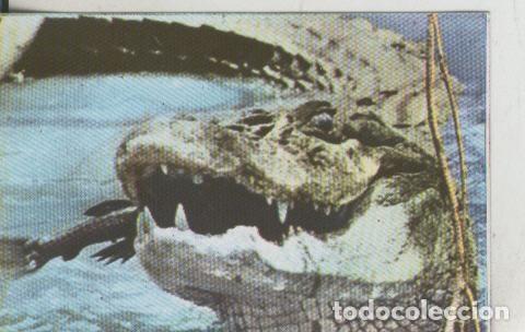 Sports collectibles: Cromos: La Naturaleza y sus maravillas numero 021 - Varios