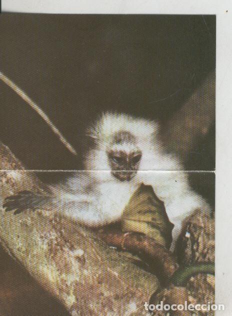 Coleccionismo deportivo: Cromos: La Naturaleza y sus maravillas numero 111/112 - Varios