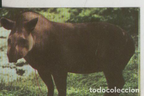 Collezionismo sportivo: Cromos: La Naturaleza y sus maravillas numero 036 - Varios