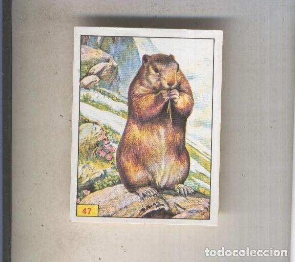 Collectionnisme sportif: Cromo Mamiferos de Panini numero 047 - Varios