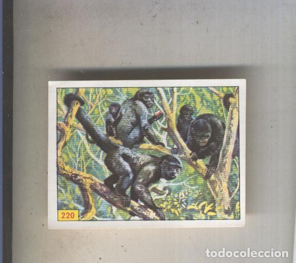 Coleccionismo deportivo: Cromo Mamiferos de Panini numero 220 - Varios