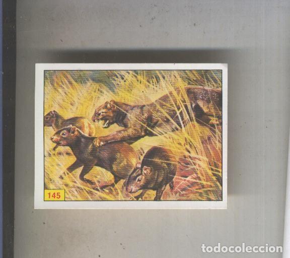 Colecionismo desportivo: Cromo Mamiferos de Panini numero 144 - Varios
