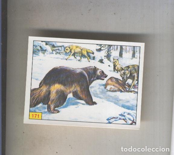 Sports collectibles: Cromo Mamiferos de Panini numero 171 - Varios