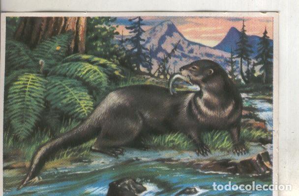 Collectionnisme sportif: Cromos: Historia Natural numero 183 - Varios