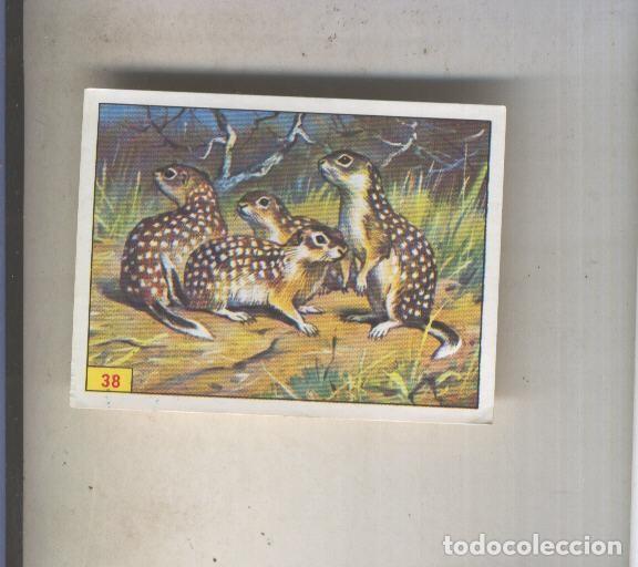 Coleccionismo deportivo: Cromo Mamiferos de Panini numero 038 - Varios