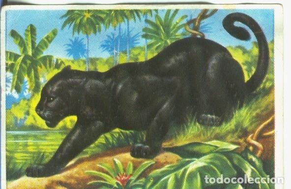 Colecionismo desportivo: Cromos: Historia Natural numero 166 - Varios