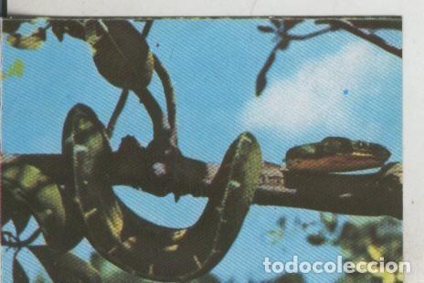 Sammelleidenschaft Sport: Cromos: La Naturaleza y sus maravillas numero 098 - Varios