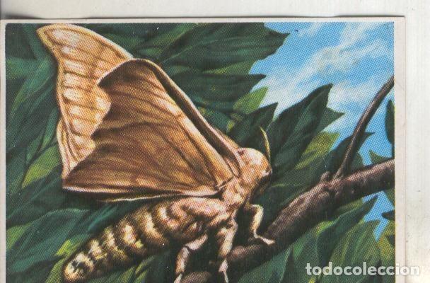 Coleccionismo deportivo: Cromos: Historia Natural numero 271 - Varios