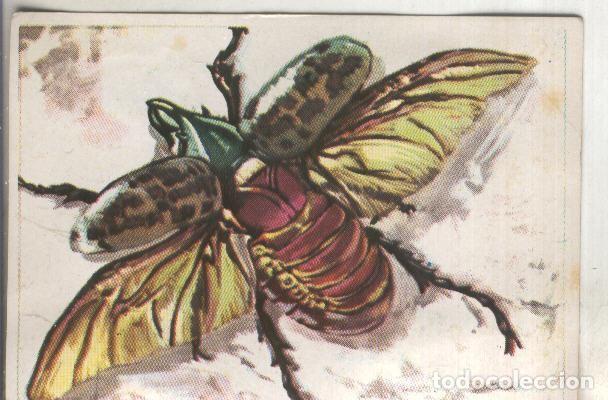 Sports collectibles: Cromos: Historia Natural numero 112 - Varios