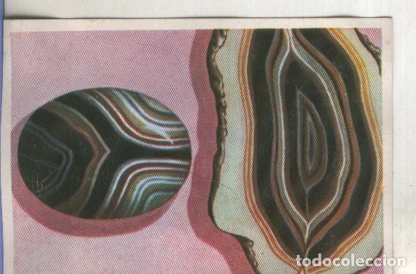 Sports collectibles: Cromos: Historia Natural numero 088 - Varios