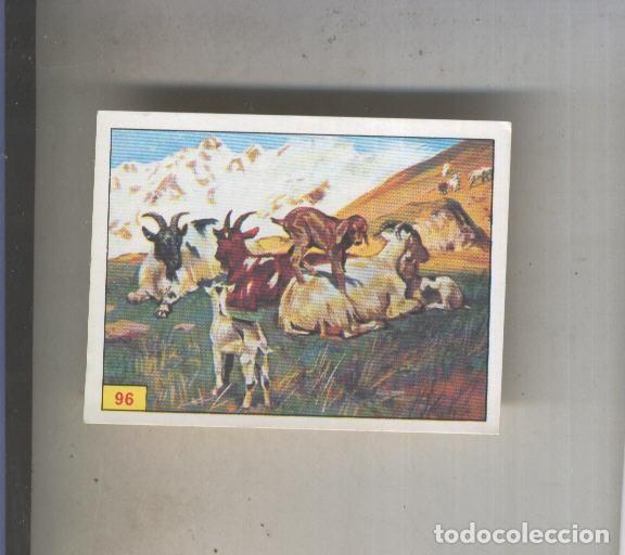 Sports collectibles: Cromo Mamiferos de Panini numero 096 - Varios