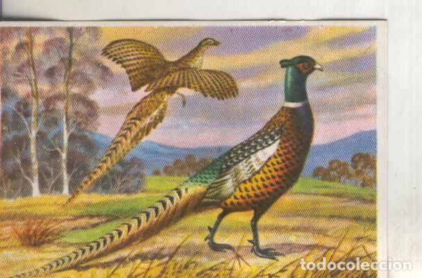 Sports collectibles: Cromos: Historia Natural numero 325 - Varios