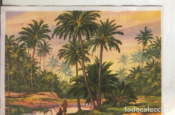 Sports collectibles: Cromos: Historia Natural numero 407 - Varios