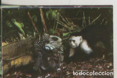 Sports collectibles: Cromos: La Naturaleza y sus maravillas numero 079 - Varios