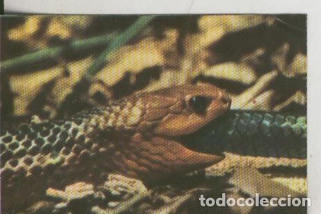 Sammelleidenschaft Sport: Cromos: La Naturaleza y sus maravillas numero 099 - Varios