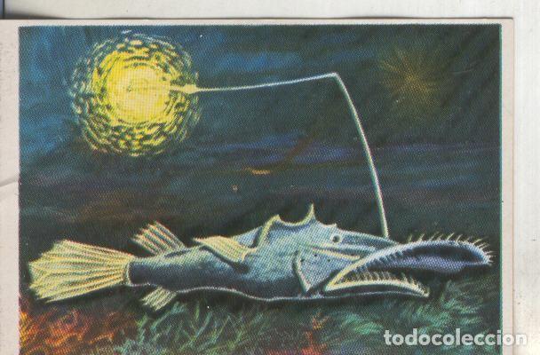 Sammelleidenschaft Sport: Cromos: Historia Natural numero 199 - Varios