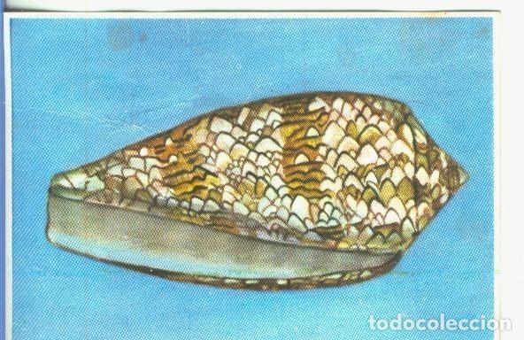 Colecionismo desportivo: Cromos: Historia Natural numero 152 - Varios