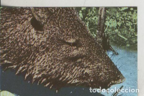 Sammelleidenschaft Sport: Cromos: La Naturaleza y sus maravillas numero 085 - Varios