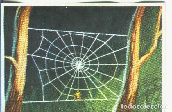 Coleccionismo deportivo: Cromos: Historia Natural numero 142 - Varios