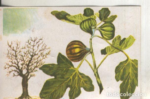 Coleccionismo deportivo: Cromos: Historia Natural numero 415 - Varios