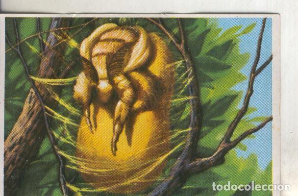 Colecionismo desportivo: Cromos: Historia Natural numero 270 - Varios