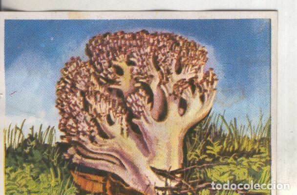 Coleccionismo deportivo: Cromos: Historia Natural numero 434 - Varios