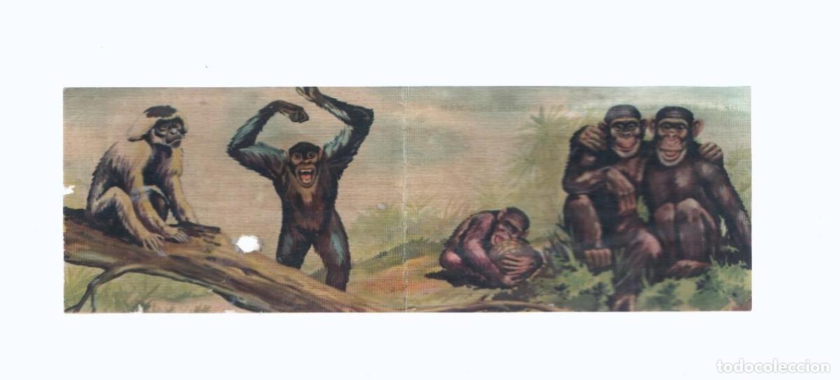 Coleccionismo deportivo: Cromos: de la Selva Misteriosa a los abismos del mar: numero 103-104: Agilidad y corpulencia