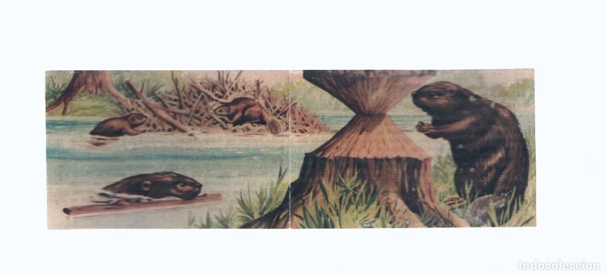 Coleccionismo deportivo: Cromos: de la Selva Misteriosa a los abismos del mar: numero 187-188: Ingenieros hidraulicos