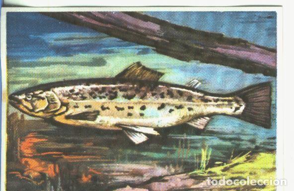 Coleccionismo deportivo: Cromos: Historia Natural numero 357 - Varios