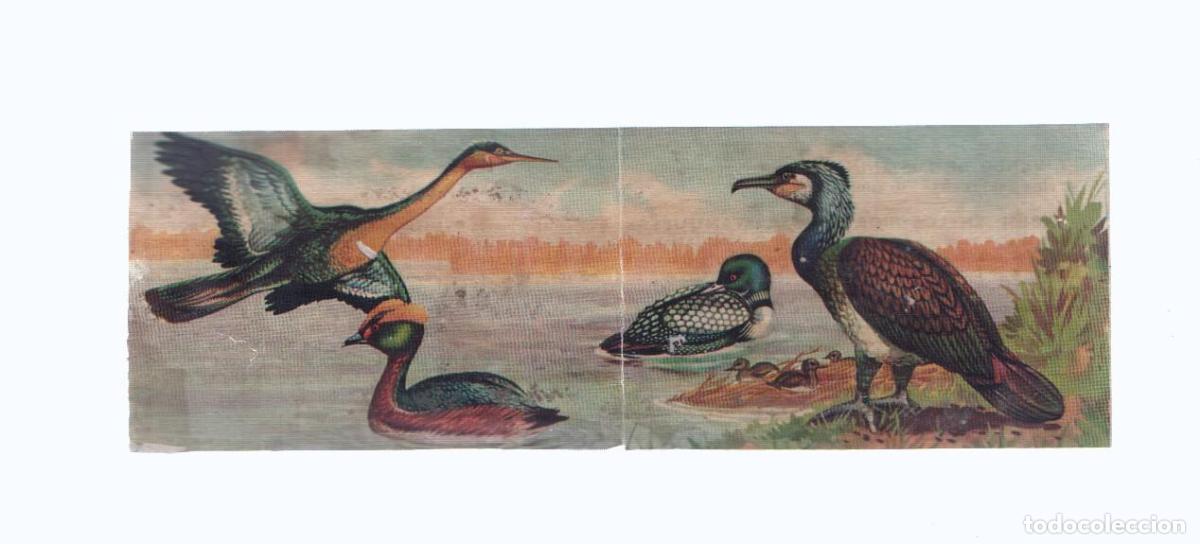 Coleccionismo deportivo: Cromos: de la Selva Misteriosa a los abismos del mar: numero 250-251: En los rios, lagos, estanques