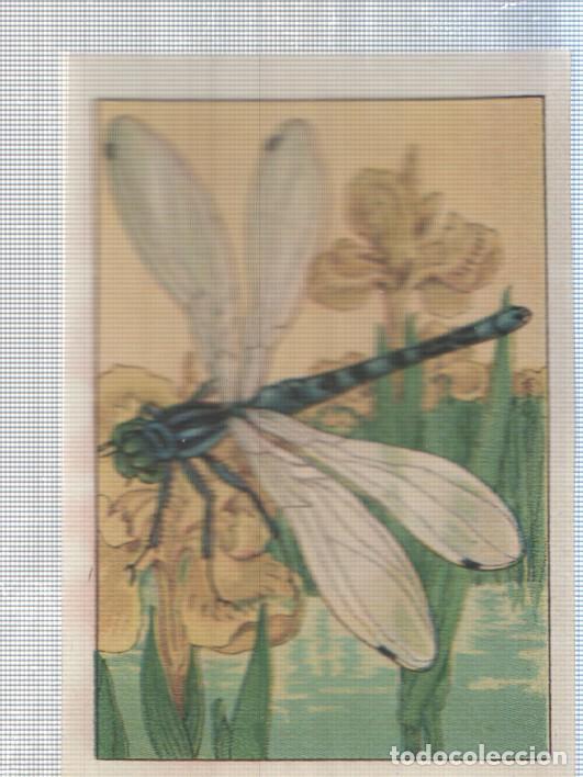 Collezionismo sportivo: Cromo Nestle numerado 187: Libelula