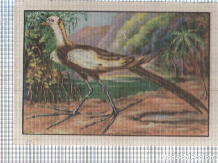 Collezionismo sportivo: Cromo Nestle numerado 207: Ave