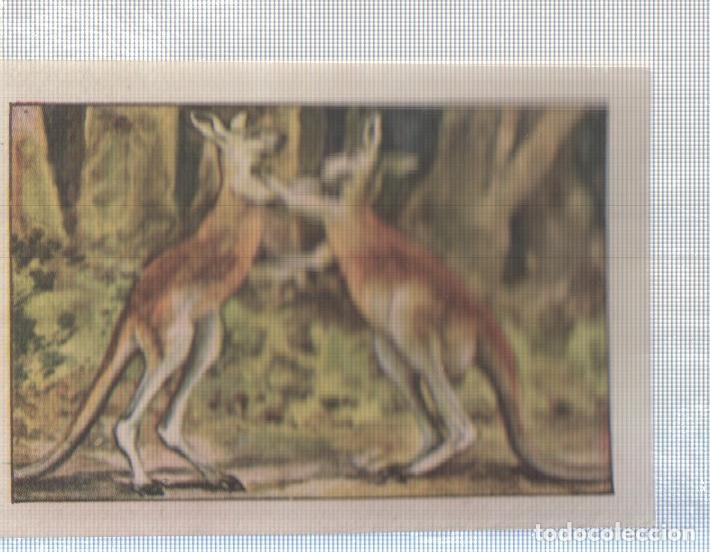 Collezionismo sportivo: Cromo Nestle numerado 156: Canguros