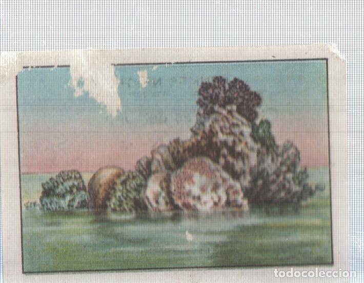 Sports collectibles: Cromo Nestle numerado 028: Coral