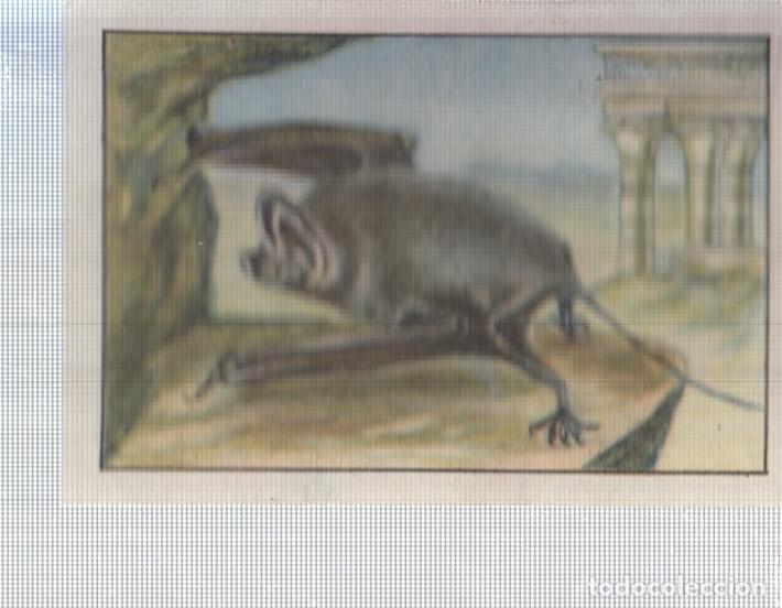 Sports collectibles: Cromo Nestle numerado 043: Murcielago