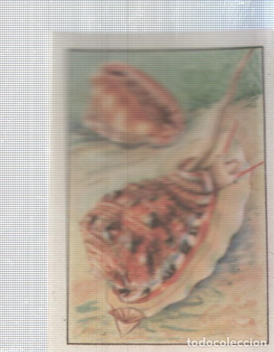 Sports collectibles: Cromo Nestle numerado 048: Fauna marina