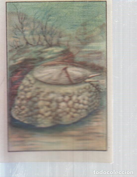 Sports collectibles: Cromo Nestle numerado 057: Fauna marina