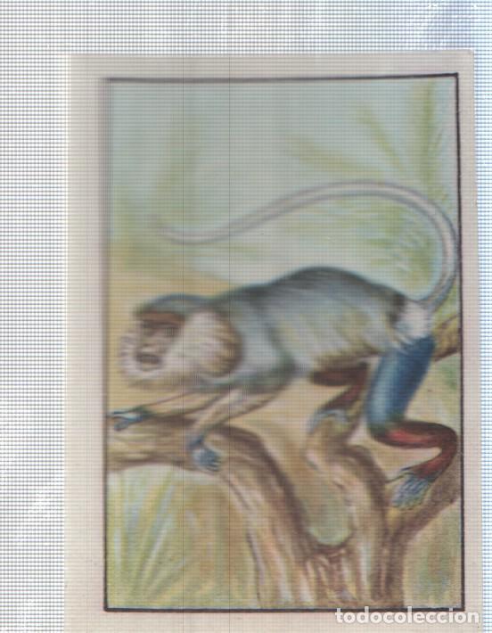 Sammelleidenschaft Sport: Cromo Nestle numerado 132: Macaco