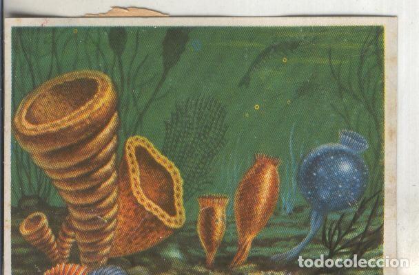 Collectionnisme sportif: Cromos: Historia Natural numero 032 - Varios