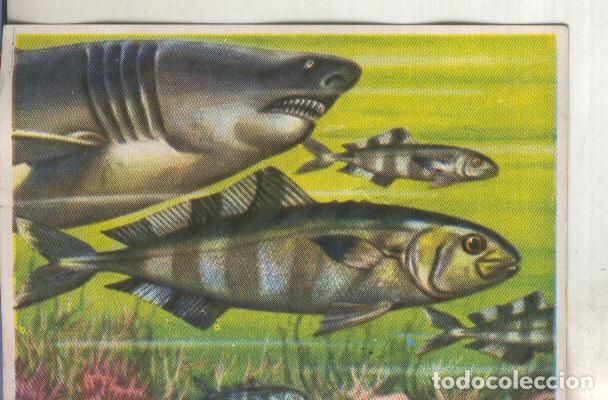 Collectionnisme sportif: Cromos: Historia Natural numero 101 - Varios